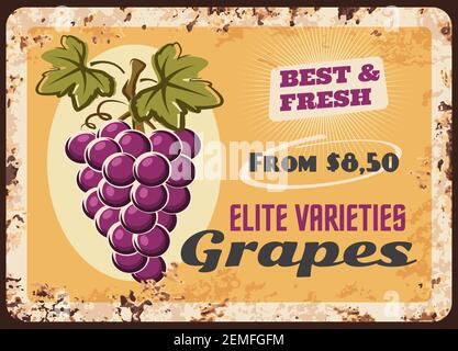 Trauben rostigen Metallplatte, Vektor-vintage Rost Zinn Zeichen mit Trauben von reifen Trauben mit Blättern. Weinberg Produktion Werbung Retro Poster mit Preis t Stock Vektor