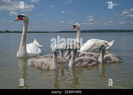 Vogel stumme Schwan (Cygnus olor) Familie mit niedlichen Baby Cygnets schwimmen zusammen im grünen Wasser See Balaton, Farbfoto Nr. 3. Stockfoto