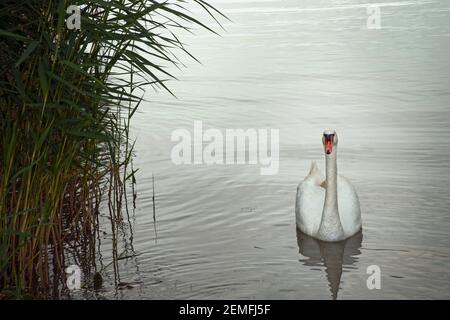 Wasservogel Erwachsenen stummen Schwan (Cygnus olor) Schwimmen in grün der Plattensee, Farbfoto. Stockfoto