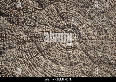 Textur eines alten Stumpfes mit abradeden Jahresringen. Konzentrischer und radial gemusterter Hintergrund; Farbfoto. Stockfoto