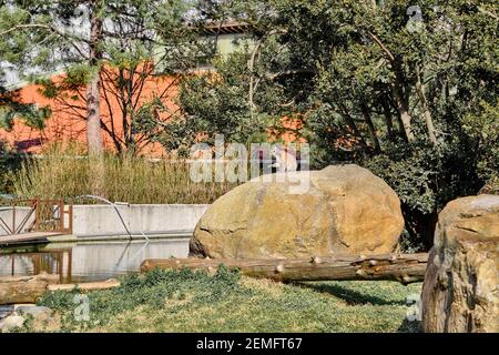 Gruppen von Ringschwanz Lemuren in ihrem natürlichen Leben Umwelt. Stein, grünes Gras, Bäume und Holzmaterialien. Stockfoto