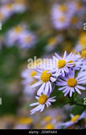 Aster-Makro Stockfoto