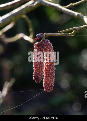 Eine Nahaufnahme der männlichen und weiblichen Kätzchen von Die violette Haselnuss Corylus maxima ' Atropurpurea' Stockfoto