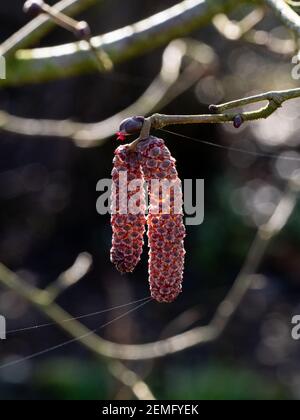 Eine Nahaufnahme der männlichen und weiblichen Kätzchen von Die violette Haselnuss Corylus maxima ' Atropurpurea' Stockfoto