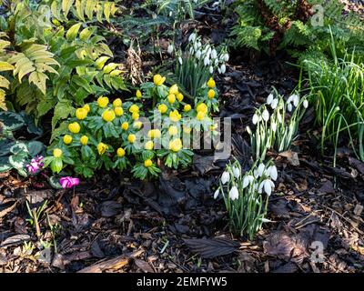 Eine frühe Frühlingsgrenze mit Schneeglöckchen, Cyclamen aconites in blühenden Gruppen Stockfoto