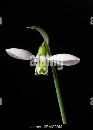 Eine Nahaufnahme einer einzigen Blume von Galanthus elwesii Vor schwarzem Hintergrund Stockfoto