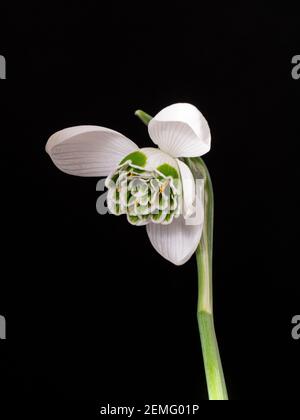 Eine Nahaufnahme des doppelten Schneegropfes Galanthus Jaquenetta gegen Schwarzer Hintergrund Stockfoto