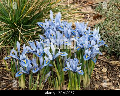 Ein blühender Fleck des Zwergs Iris reticulata Alida mit Charakteristische hellblaue Blüten Stockfoto