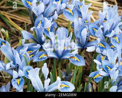 Ein blühender Fleck des Zwergs Iris reticulata Alida mit Charakteristische hellblaue Blüten Stockfoto