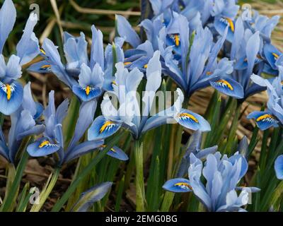 Ein blühender Fleck des Zwergs Iris reticulata Alida mit Charakteristische hellblaue Blüten Stockfoto