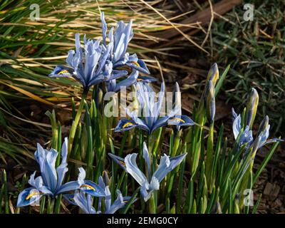 Ein blühender Fleck des Zwergs Iris reticulata Alida mit Charakteristische hellblaue Blüten Stockfoto