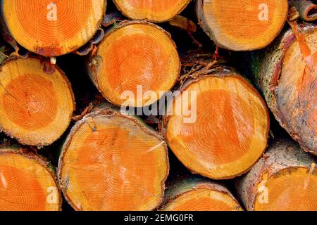 Gefällte Bäume Trunks, Otzarreta Buchenwald, Gorbeia Naturpark, Bizkaia, Baskenland, Spanien, Europa Stockfoto