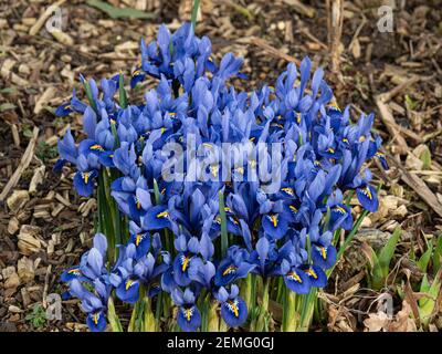 Ein blühender Fleck des Zwerges Iris reticulata Harmonie mit Charakteristische blaue Blüten Stockfoto