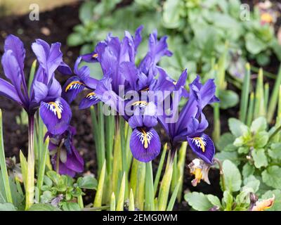 Ein blühender Fleck des Zwergs Iris reticulata Pixie mit Charecteristic blaue Blumen Stockfoto