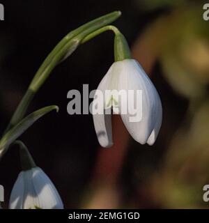 Eine Nahaufnahme einer einzelnen Knospe des Gemeinsamen Doppelter Schneeglöckchen Galanthus nivalis Flore Pleno Stockfoto