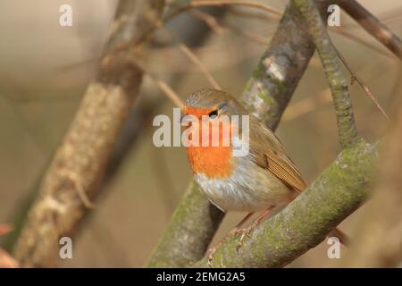 Niedlicher kleiner Vogel, Europäischer Rotkehlchen Stockfoto