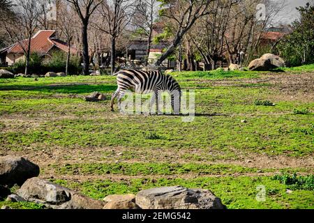 Einzelnes, schwarz-weißes Muster Zebra auf grünem Gras während der Fütterung unter einem sonnigen Tag in einem Zoo-Park. Stockfoto