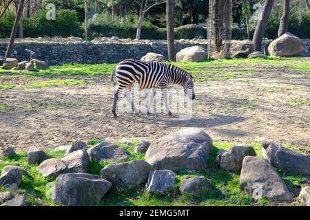 Einzelnes, schwarz-weißes Muster Zebra auf grünem Gras während der Fütterung unter einem sonnigen Tag in einem Zoo-Park. Stockfoto