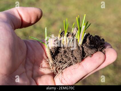 Wachstum Hand mit Keimen Pflanze in der Krise Stockfoto
