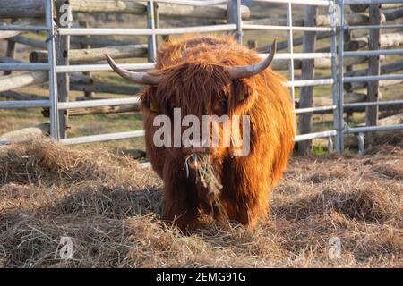 Grasende Hochlandkuh Stockfoto