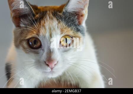 Porträt eines entzückenden weiß grau und orange getupft 4 Monat altes Kätzchen Stockfoto
