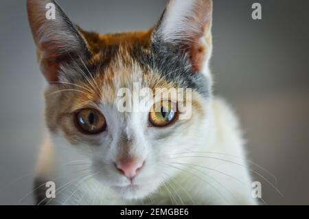 Porträt eines entzückenden weiß grau und orange getupft 4 Monat altes Kätzchen Stockfoto