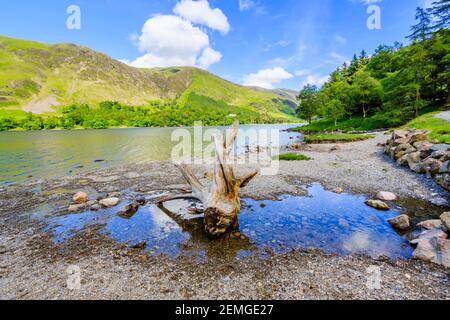 Blick über Buttermere See in Richtung Buttermere fiel auf einem sonnigen Sommertag mit einem alten Baumstamm sonnengebleicht Stumpf auf Die Küstenlinie Stockfoto