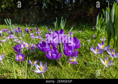 Nahaufnahme von offenen violetten Krokus (Crocus Vernus) Blüten mit gelben Anthern, die in einem Gartenrasen in Surrey, Südostengland, blühen Stockfoto