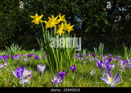 Frühe Blüte Narcissus 'February Gold' blüht im Winter auf einem Rasen mit offenen violetten Krokusblüten in einem Garten in Surrey, Südostengland Stockfoto