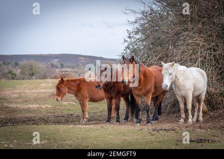 New Forest Ponys Schutz vor dem Wind Stockfoto