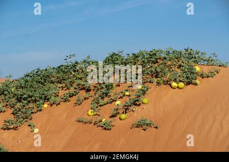 Wüstenquasch (Citrullus colocynthis) (Handhal) Busch auf Sanddünen Hügel mit blauem Himmel in den Vereinigten Arabischen Emiraten (VAE). Stockfoto