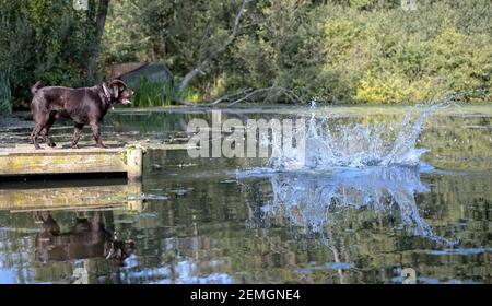 Chocolate Labrador Retriever Hunde spielen an einem Fluss Stockfoto