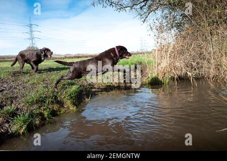 Chocolate Labrador Retriever Hunde spielen an einem Fluss Stockfoto