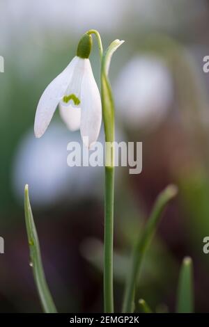 Einzelner Schneeglöt vor verschwommenem Hintergrund in Laubwäldern, Newbury, Berkshire, England, Vereinigtes Königreich, Europa Stockfoto