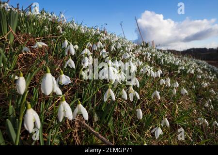 Schneeglöckchen auf grasbewachsenen Ufer im Februar nachmittags Sonnenlicht, Newbury, Berkshire, Großbritannien Stockfoto