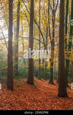 Buchenwald am nebligen Herbstmorgen mit gefallenen Blättern, Highclere, Hampshire, England, Vereinigtes Königreich, Europa Stockfoto