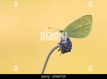 Ein kleiner weißer Schmetterling (Pieris rapae), der auf einem Teufelskerz aufstampft, aufgenommen auf Cleeve Hill, Cheltenham. Stockfoto