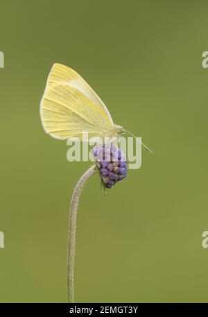 Ein kleiner weißer Schmetterling (Pieris rapae), der auf einem Teufelskerz aufstampft, aufgenommen auf Cleeve Hill, Cheltenham. Stockfoto