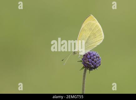 Ein kleiner weißer Schmetterling (Pieris rapae), der auf einem Teufelskerz aufstampft, aufgenommen auf Cleeve Hill, Cheltenham. Stockfoto