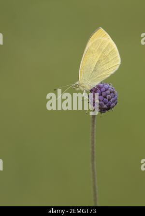 Ein kleiner weißer Schmetterling (Pieris rapae), der auf einem Teufelskerz aufstampft, aufgenommen auf Cleeve Hill, Cheltenham. Stockfoto