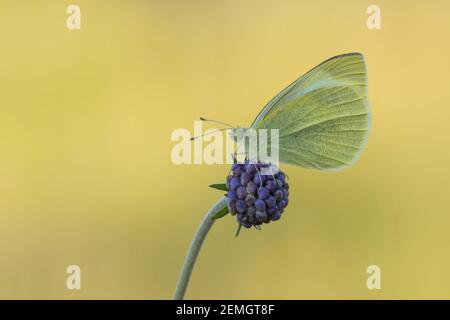 Ein kleiner weißer Schmetterling (Pieris rapae), der auf einem Teufelskerz aufstampft, aufgenommen auf Cleeve Hill, Cheltenham. Stockfoto