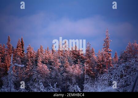 Abendliche Illumination des winterlichen Waldes in Nordschweden. Stockfoto