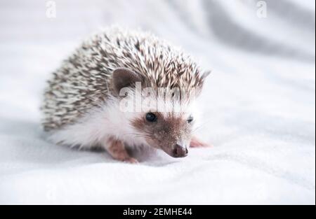 Dekorative Zwerg Afrikanischen Igel zu Hause. Igel als Haustier. Horizontales Foto mit geringer Schärfentiefe und selektivem Fokus. Hochwertige Fotos Stockfoto