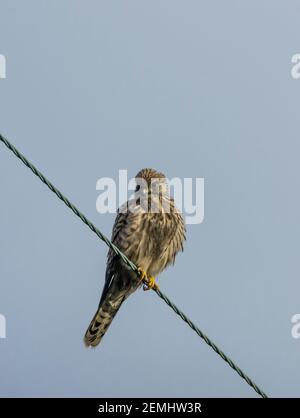 Weibliche Turmfalke (Falco tinnunculus), die auf einem Draht gegen einen klaren blauen Himmel rast (England, Großbritannien) Stockfoto