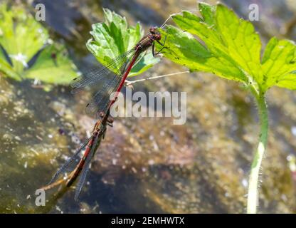 Ein Paar große Rote Damselfliegen (Pyrrhosoma nymphula) auf einem Gartenteich. Das Männchen hält das Weibchen am Kopf, während es Eier legt (England, UK) Stockfoto