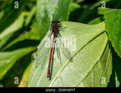 Große rote Damselfliege (Pyrrhosoma nymphula), die im Frühsommer auf einem Blatt ruht (England, UK) Stockfoto