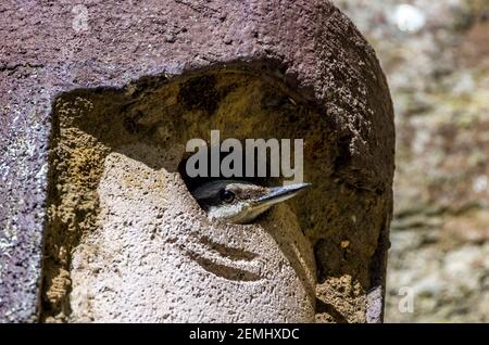 Ein Nuthatch (Sitta europaea) sticht seinen Kopf aus einem Nistkasten (England, Vereinigtes Königreich) Stockfoto