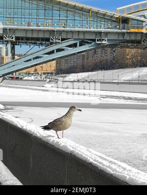 Junge europäische Heringsmöwe (Larus argentatus) Auf dem Hintergrund der Bogdan Chmelnizki (Kiewski) Fußgängerbrücke Stockfoto
