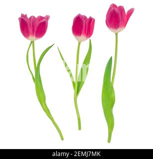 Frühlingsblumen. Dunkelrote Tulpen isoliert auf weißem Hintergrund. Verschiedene Tulpen Stockfoto