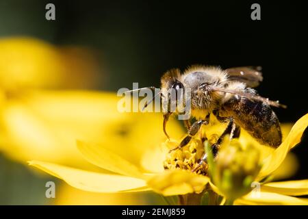 Eine Honigbiene sammelt Pollen bei Staubgefäßen in einer Blume. Eine Biene, die an einer Gartenblume arbeitet. Stockfoto